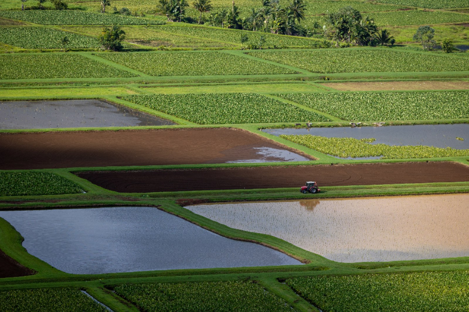 Rice terraces and water fields