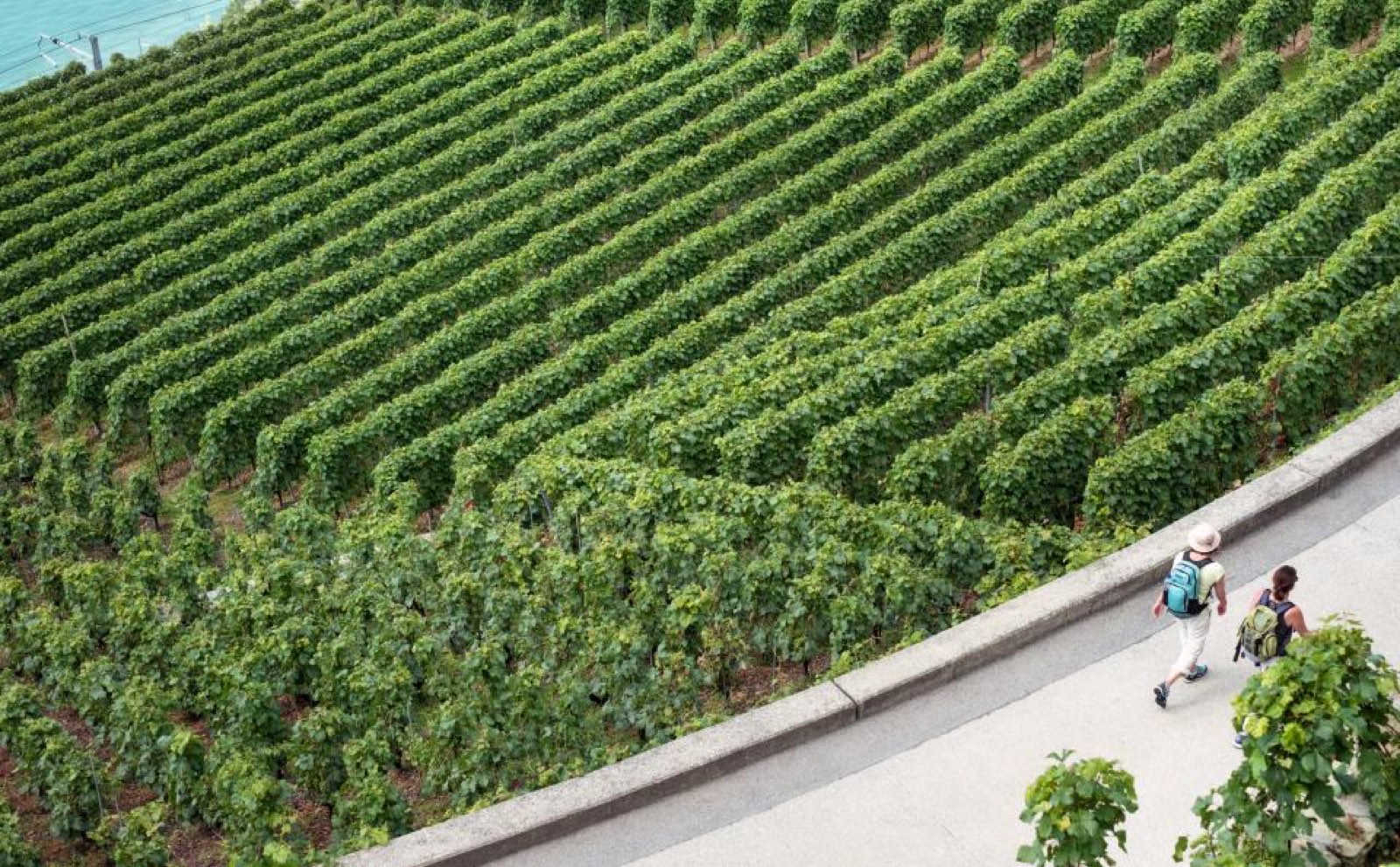 Rows of a green vineyard from above